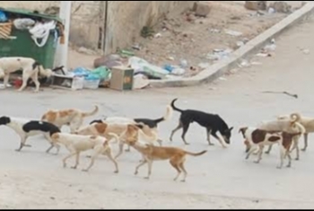  ههيا| شكوى من انتشار الكلاب الضالة بحي السراحنة