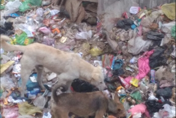  القمامة والكلاب الضالة يهددان صحة السكان في 