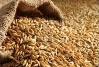  الانقلاب يبدأ تلقي عروض استيراد القمح