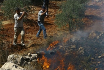  صهاينة يحرقون أشجار زيتون جنوب نابلس