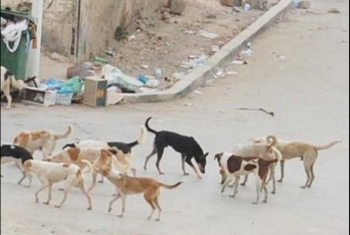  حي السراحنة بههيا يشكو من انتشار الكلاب الضالة