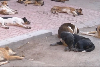  شكوى من انتشار الكلاب الضالة بمدينة الإبراهيمية