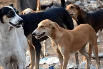  شكاوى من انتشار الكلاب الضالة بكفر السواقي في أبوكبير
