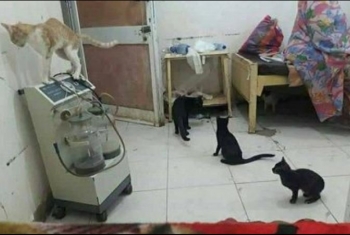  إهمال.. القطط تغزو مستشفى أبوحماد المركزي