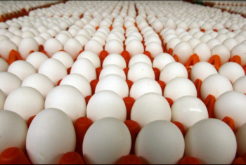  طبق البيض البلدي يقفز إلى 138 جنيها