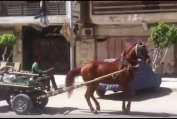 ديرب نجم.. ركلة حصان تنهي حياة طفلة