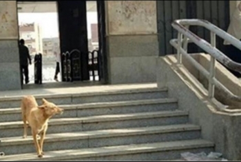  شكاوى من انتشار الكلاب بمحطة قطار أبوحماد