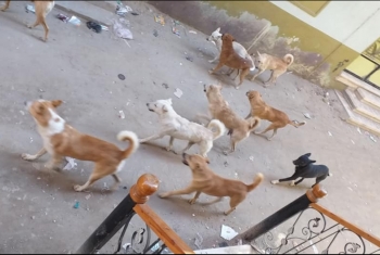  شكوى من انتشار الكلاب الضالة بقرية أنشاص البصل بالزقازيق