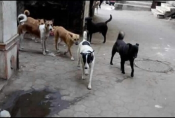  انتشار الكلاب يعيق حركة المواطنين في شوارع أنشاص البصل بالزقازيق