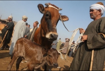  سوق المواشي يهدد صحة الأهالي في ديرب نجم