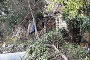  بلبيس.. سقوط شجرة بقرية كفر أيوب يتسبب في كسر ماسورة خط مياه