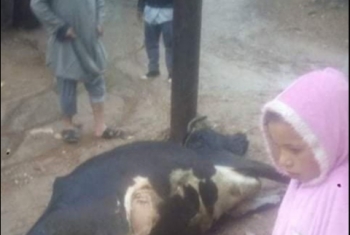  نفوق ماشية صعقا بالكهرباء بسبب الطقس السيئ فى الحسينية