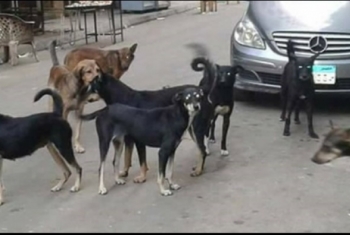  انتشار الكلاب الضالة تثير الذعر بأحياء مدينة أبوكبير
