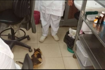  قطة تستقبل وزير صحة الانقلاب بمستشفى بلبيس العام