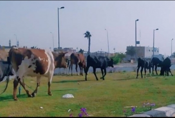  بالصور.. الأبقار تغزو الحدائق العامة بالعاشر من رمضان!