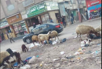  غضب بين أهالي كفر صقر بسبب تدهور البنية التحتية للمدينة