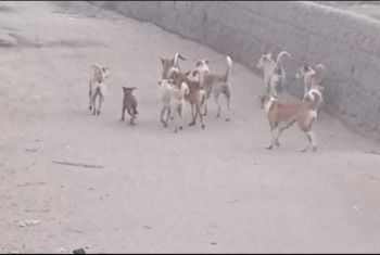  سكان “أبوعياش” بمنيا القمح يشكون من انتشار الكلاب الضالة
