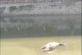  الزقازيق.. صورة لحيوان نافق ببحر مويس وسط المدينة تثير غضب المواطنين