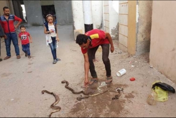  الثعابين والأفاعي تهددان حياة المواطنين في أنشاص البصل