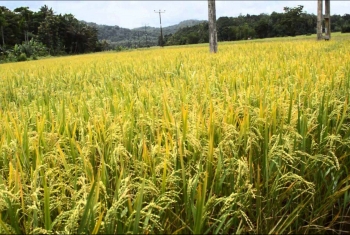  الانقلاب يزيل شتلات الأرز من 11 قيراطًا بمنيا القمح