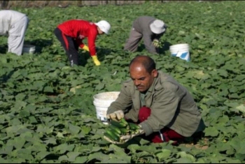  40%من مزروعات غزة تواجه الخطر نتيجة الحصار