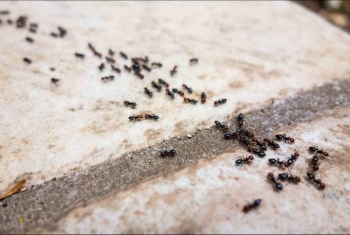  خطوات للتخلص من نمل المنزل بدون استخدام المبيدات الحشرية