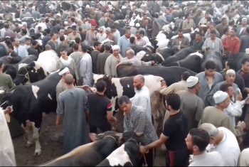  أهالي العصلوجي بالزقازيق يطالبون بنقل سوق المواشي