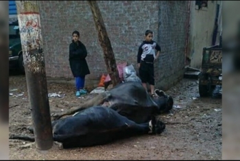  نفوق ماشية بسبب الكهرباء في أبوكبير.. وصاحبها يطالب بتعويض