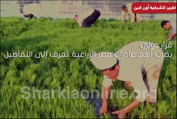  قرار دولي يذبح أهم صادرات مصر الزراعية..تعرف إلى التفاصيل
