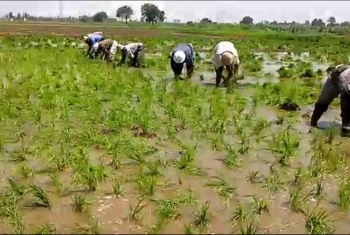  الانقلاب يحظر زراعة الأرز في 10 مناطق بالشرقية.. وغضب عارم بين الفلاحين