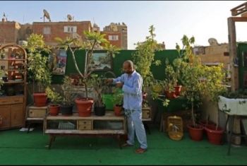 جمهورية الهلس.. نشطاء يسخرون من منع السيسي زراعة نباتات الزينة