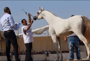  معلومات لا تعرفها عن مهرجان الشرقية للخيول العربية