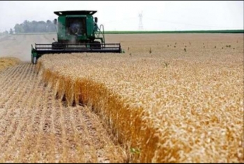  13% تراجع إنتاج مصر من القمح فى عهد الانقلاب