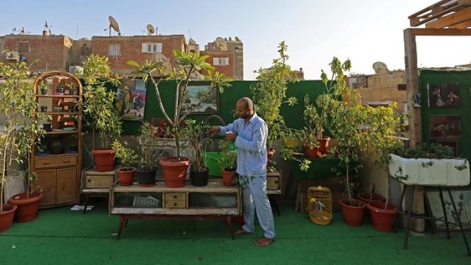 جمهورية الهلس.. نشطاء يسخرون من منع السيسي زراعة نباتات الزينة