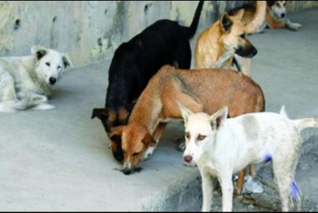  شكوى من انتشار الكلاب الضالة في قرية بمنيا القمح
