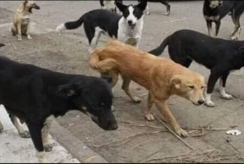  انتشار الكلاب المسعورة يثير ذعر أهالي قرية قطيفة في منيا القمح