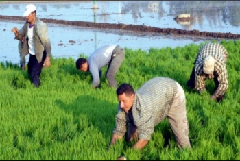  محاضرغرامات الأرز العشوائية تهدد مزارعي ميت ربيعة الدللا