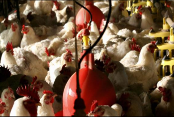  منتجي الدواجن: 40% من مزارع البيض خرجت من الإنتاج