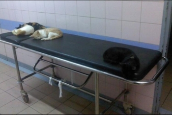  القطط تتجول داخل مستشفى حميات الزقازيق!!