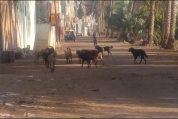  انتشار الكلاب الضالة بقرية الباشا بأولاد صقر كابوس يهدد الأهالي