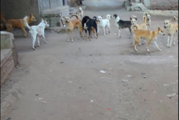  انتشار الكلاب المسعورة يفزع أهالي قرية جهينة القبلية بفاقوس