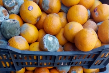  بلبيس.. ضبط 4 أطنان من البرتقال الفاسد قبل إدخالها في عصائر معلبة