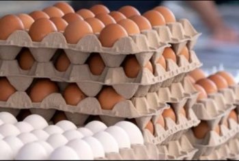  شعبة بيض المائدة: ارتفاع أسعار الخامات ينذر بكارثة
