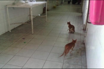  إهمال الانقلاب.. «القطط» تتجول داخل عنابر مستشفى منيا القمح 