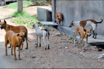  انتشار البعوض والكلاب الضالة بحي مجلس مدينة فاقوس