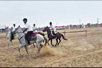  غدًا.. انطلاق فعاليات مهرجان الشرقية للخيول العربية ببلبيس